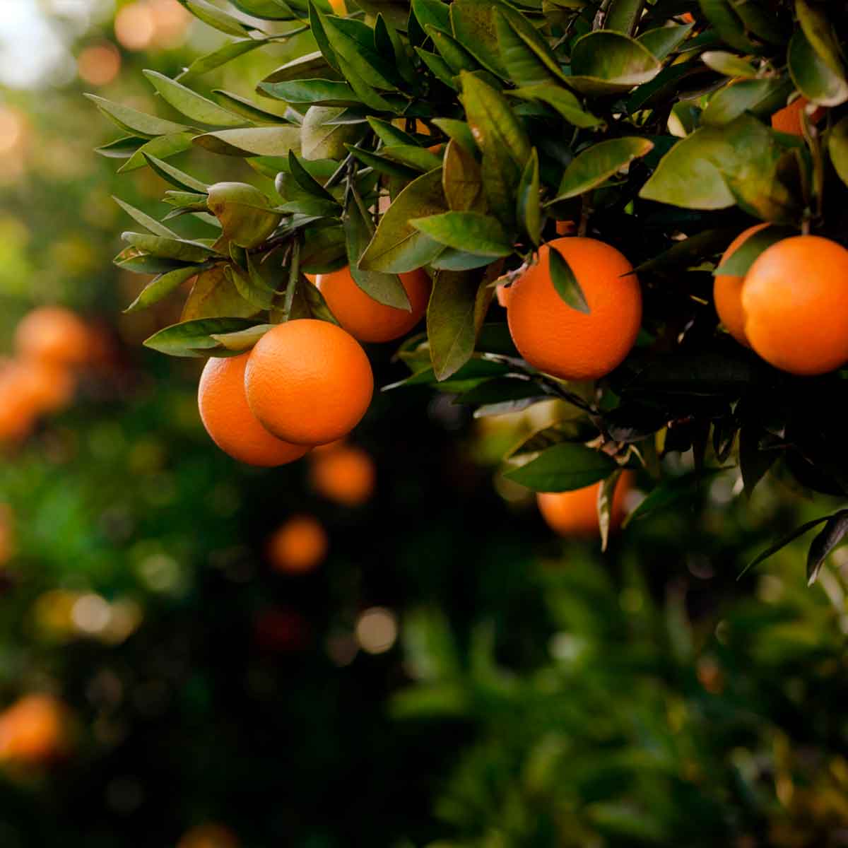 Laranja para Suco